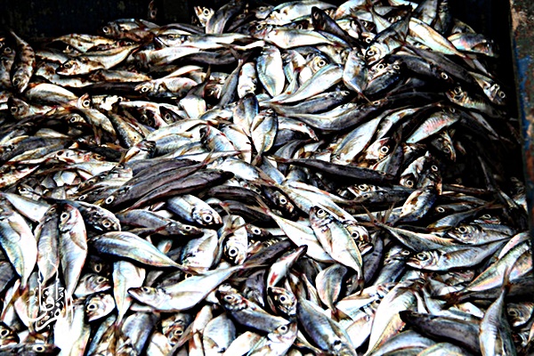 Grosir Ikan Tawar & Laut Di Rancasari Bandung