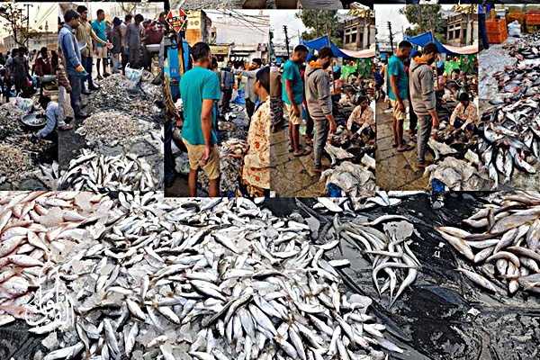 Distributor Ikan Tongkol Online kirim ke Mancak Serang