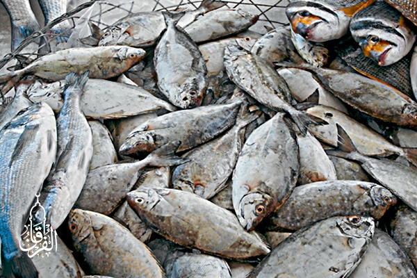 Grosir Ikan Tawar & Laut Di Arcamanik Bandung
