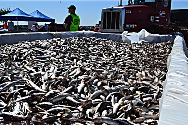 Sedia Ikan Bandeng Murah kirim ke Meruyung Depok