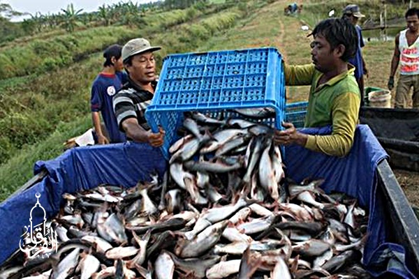 Grosir Ikan Tawar & Laut Di Tirtajaya Depok