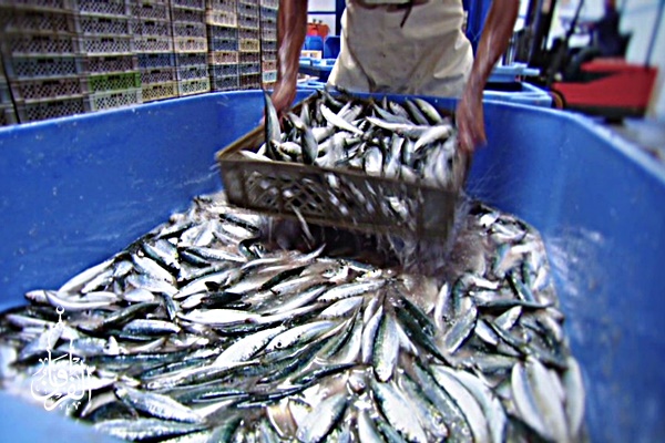 Grosir Ikan Tawar & Laut Di Balumbang Jaya Bogor