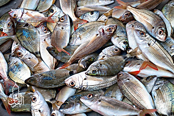Grosir Ikan Tawar & Laut Di Krendang Jakarta