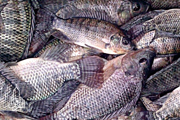 Grosir Ikan Tawar & Laut Di Kebon Kalapa Bogor