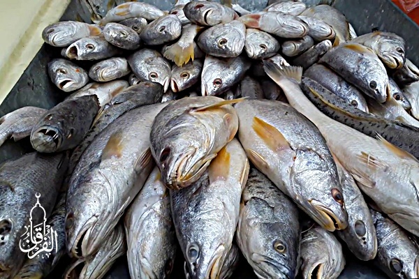 Pesan Ikan Mas Rekomended kirim ke Pegadungan Jakarta