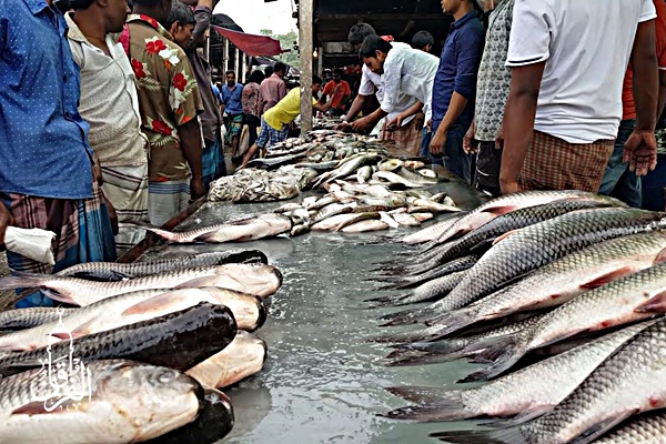 Grosir Ikan Tawar & Laut Di Kalibata Jakarta