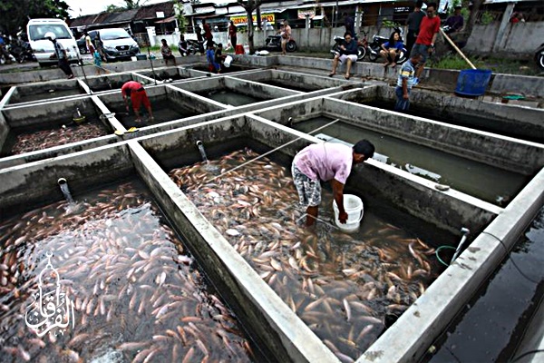 Grosir Ikan Tawar & Laut Di Senayan Jakarta