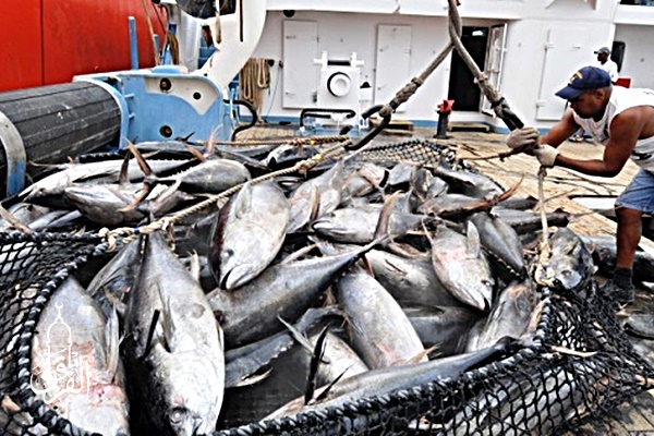 Grosir Ikan Tawar & Laut Di Meruyung Depok