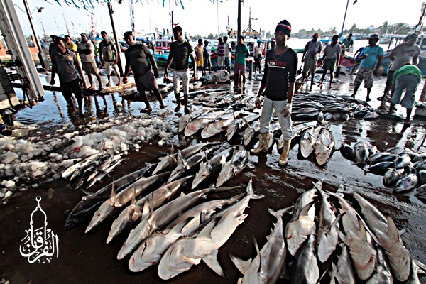 Grosir Ikan Tawar & Laut Di Kutawaluya Karawang