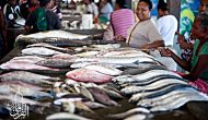 Permalink ke Grosir Ikan Tawar & Laut Di Slipi Jakarta