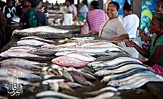 Permalink ke Grosir Ikan Tawar & Laut Di Dawuan Subang