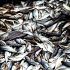 Permalink ke Grosir Ikan Tawar & Laut Di Kembangan Timur Jakarta