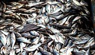 Permalink ke Grosir Ikan Tawar & Laut Di Kebon Kelapa Jakarta