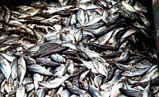 Permalink ke Grosir Ikan Tawar & Laut Di Kartini Jakarta