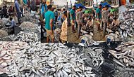 Permalink ke Grosir Ikan Tawar & Laut Di Bantar Gebang Bekasi