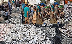 Permalink ke Grosir Ikan Tawar & Laut Di Mekarsari Depok