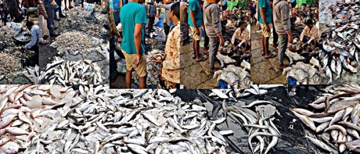 Grosir Ikan Tawar & Laut Di Tambakdahan Subang