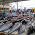 Permalink ke Promo Ikan Gabus Rekomended kirim ke Baru Jakarta