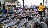 Permalink ke Grosir Ikan Tawar & Laut Di Menteng Atas Jakarta