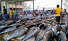 Permalink ke Grosir Ikan Tawar & Laut Di Cibuaya Karawang