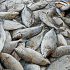 Permalink ke Grosir Ikan Tawar & Laut Di Serangpanjang Subang