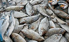 Permalink ke Grosir Ikan Tawar & Laut Di Harjasari Bogor
