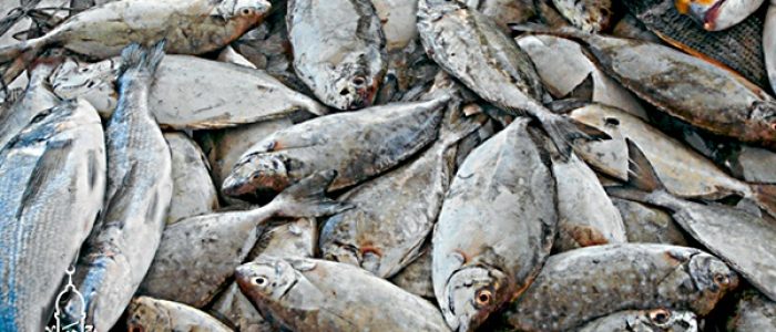Grosir Ikan Tawar & Laut Di Harjasari Bogor