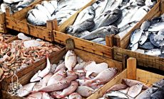 Permalink ke Toko Pusat Ikan Tuna Berkualitas kirim ke Kalijati Subang‎