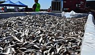 Permalink ke Grosir Ikan Tawar & Laut Di Cimanggis Depok