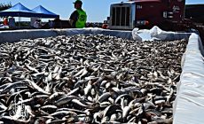 Permalink ke Grosir Ikan Tawar & Laut Di Pagedangan Tangerang