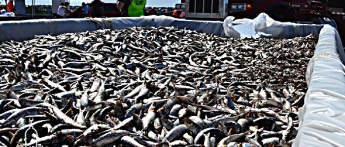 Grosir Ikan Tawar & Laut Di Cipeundeuy Subang