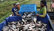 Permalink ke Grosir Ikan Tawar & Laut Di Tirtajaya Depok