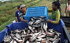 Permalink ke Grosir Ikan Tawar & Laut Di Sukamaju Depok