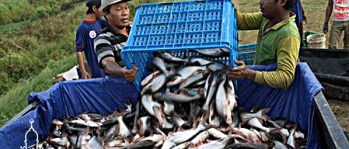 Grosir Ikan Tawar & Laut Di Sukamaju Depok