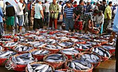 Permalink ke Grosir Ikan Tawar & Laut Di Pela Mampang Jakarta
