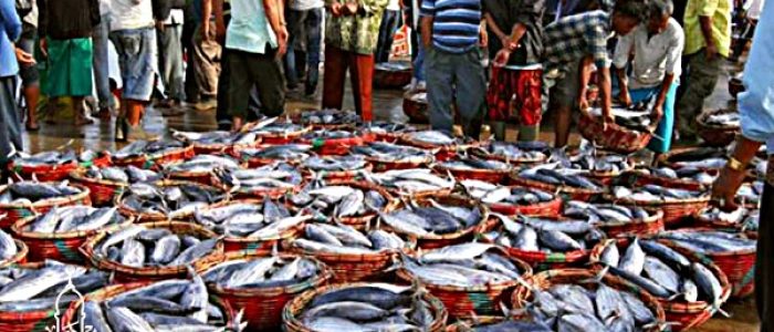 Grosir Ikan Tawar & Laut Di Karet Kuningan Jakarta