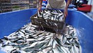 Permalink ke Grosir Ikan Tawar & Laut Di Pamarayan Serang