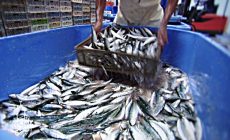 Permalink ke Grosir Ikan Tawar & Laut Di Setu Jakarta