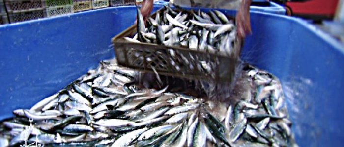 Grosir Ikan Tawar & Laut Di Pamarayan Serang