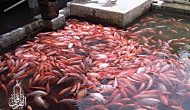 Permalink ke Grosir Ikan Tawar & Laut Di Ranggamekar Bogor