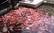 Permalink ke Grosir Ikan Tawar & Laut Di Ujung Berung Bandung