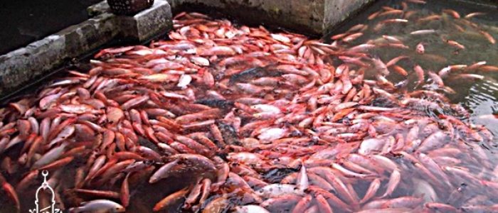 Grosir Ikan Tawar & Laut Di Tambun Selatan Bekasi