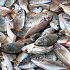 Permalink ke Grosir Ikan Tawar & Laut Di Cinambo Bandung
