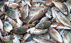 Permalink ke Grosir Ikan Tawar & Laut Di Pebayuran Bekasi