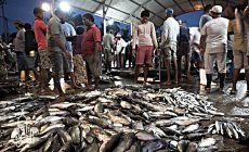 Permalink ke Grosir Ikan Tawar & Laut Di Harapan Mulya Jakarta