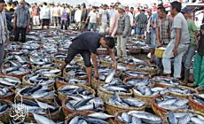 Permalink ke Grosir Ikan Tawar & Laut Di Kebon Kosong Jakarta
