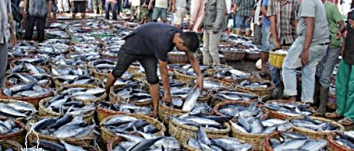 Grosir Ikan Tawar & Laut Di Kebon Kosong Jakarta