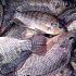 Permalink ke Grosir Ikan Tawar & Laut Di Muarasari Bogor