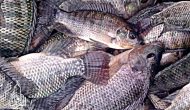 Permalink ke Grosir Ikan Tawar & Laut Di KramatPela Jakarta