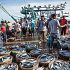 Permalink ke Grosir Ikan Tawar & Laut Di Cilandak Timur Jakarta